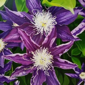 Clematis